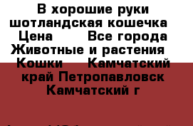 В хорошие руки шотландская кошечка › Цена ­ 7 - Все города Животные и растения » Кошки   . Камчатский край,Петропавловск-Камчатский г.